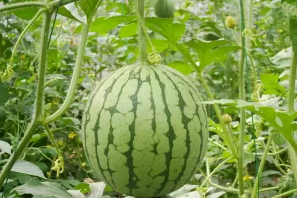 挑选又甜又大西瓜的方法和重点?挑西瓜要做好哪些细节选到又甜又大的?插图1 挑选又甜又大西瓜的方法和重点?挑西瓜要做好哪些细节选到又甜又大的?插图1