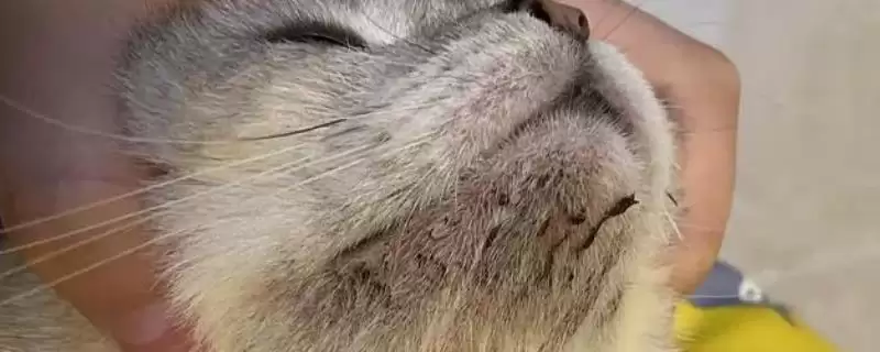 猫咪得了黑下巴该怎么治疗 ,猫咪黑下巴需注重日常清洁-会东网