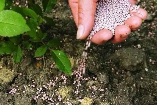 图片[5]-树状月季怎么种植？种植树状月季要遵循哪些科学的种植方法和要点？-会东网