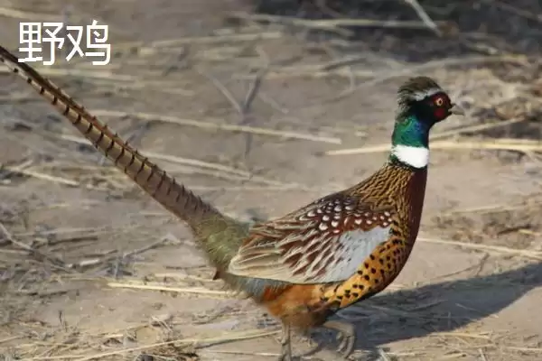 认识山上常见野生动物的方法和重点?养猪环境与野生动物有哪些相关细节?插图2 认识山上常见野生动物的方法和重点?养猪环境与野生动物有哪些相关细节?插图2