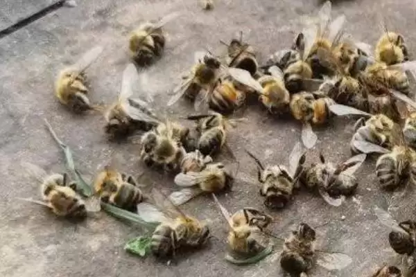 图片[4]-蜜蜂越冬死亡的原因，越冬是蜜蜂生存最大的考验-会东网