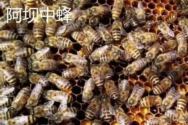 广东适合养什么中蜂，根据需求选择品种插图2