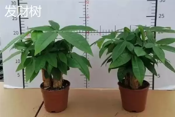 哪些耐阴的大型绿植适合放在客厅,苹果竹芋、琴叶榕、散尾葵等品种可供选择插图8 哪些耐阴的大型绿植适合放在客厅,苹果竹芋、琴叶榕、散尾葵等品种可供选择插图8