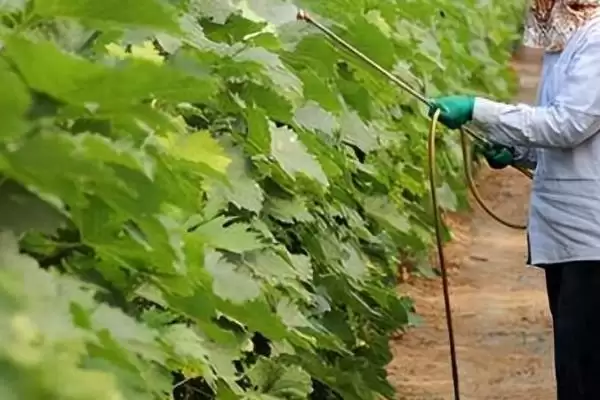 防治病虫害的适宜适期，害虫幼龄期、危险生育期、天敌敏感期适合用药插图4