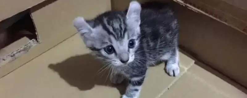 猫咪便血的原因是什么 ,肠道寄生虫或肠胃炎致猫咪便血-会东网