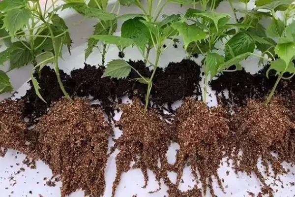 防治病虫害的适宜适期，害虫幼龄期、危险生育期、天敌敏感期适合用药插图6