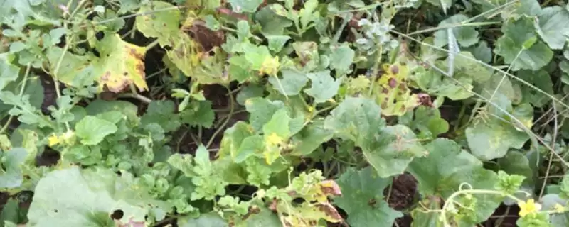 了解甜瓜炭疽病危害的方法和重点?认识甜瓜炭疽病要做好哪些细节?-会东网