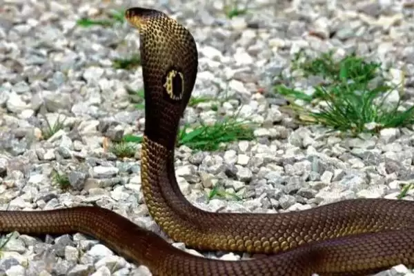 比较猪和狗嗅觉灵敏程度的方法和重点?养猪与动物特性研究有哪些关联细节?插图5 比较猪和狗嗅觉灵敏程度的方法和重点?养猪与动物特性研究有哪些关联细节?插图5