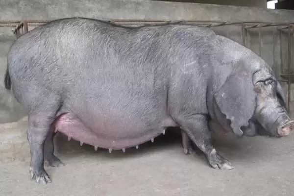 母猪子宫炎有哪些表现症状呢,母猪子宫炎分急性与慢性子宫内膜炎症状插图1