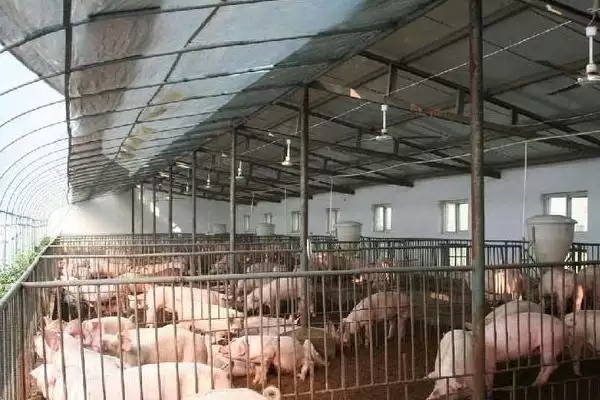 小型养猪场猪粪处理的方法和重点？养猪要做好哪些环保处理细节？插图3