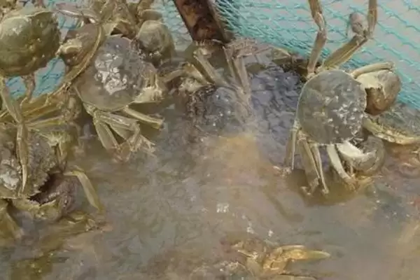 螃蟹养殖用水学问：淡水蟹用淡水养殖的原因插图2