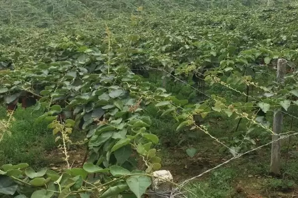 图片[5]-种植猕猴桃预防冻害的方法和重点？种植猕猴桃防冻需注意什么？-会东网