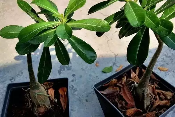 金钱树的浇水施肥方法 ,金钱树如何进行浇水和施肥插图6 金钱树的浇水施肥方法 ,金钱树如何进行浇水和施肥插图6