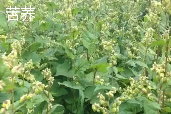 图片[4]-荞麦产地揭秘：我国陕西、甘肃等省的种植优势-会东网