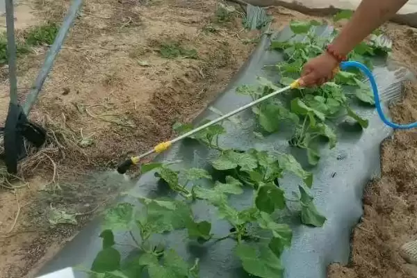 甜瓜叶枯病用药方法的方法和重点?甜瓜叶枯病用药要做好哪些细节?插图1 甜瓜叶枯病用药方法的方法和重点?甜瓜叶枯病用药要做好哪些细节?插图1