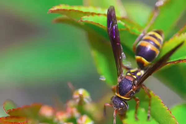 被马蜂蛰了多久出现反应,蜇了后会立即出现反应插图1 被马蜂蛰了多久出现反应,蜇了后会立即出现反应插图1