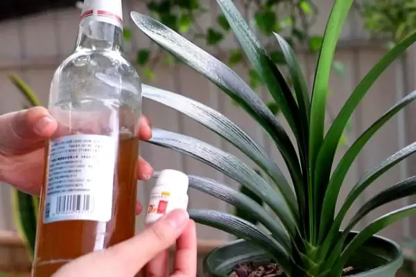 君子兰叶片腐烂的补救 ,君子兰叶片腐烂为何要停浇水呢？插图3