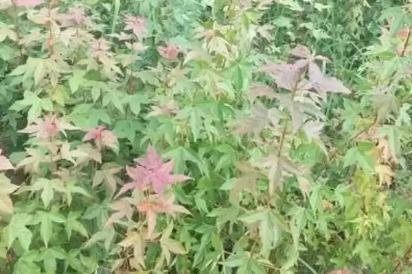 图片[2]-三角枫的繁殖方法？繁殖三角枫要遵循哪些科学的繁殖方法和步骤？-会东网