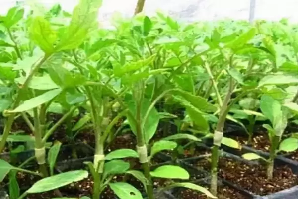 茄子中棚覆盖栽培技术要点：大小行定植的操作要点插图1