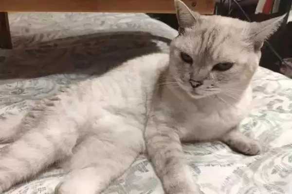 猫咪为何一直蹭人还叫唤 ,猫咪发情等原因会蹭人并叫唤插图4 猫咪为何一直蹭人还叫唤 ,猫咪发情等原因会蹭人并叫唤插图4