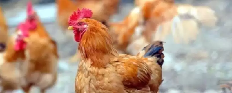 选择养鸡食物种类的方法和重点?养鸡要做好哪些饲料选择?-会东网