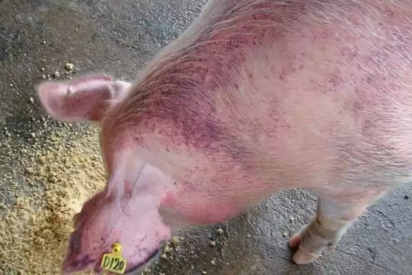 计算猪毛重和净重的方法和重点？养猪要做好哪些重量计量细节？插图4