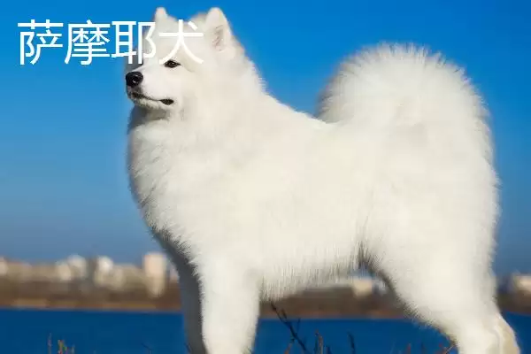 图片[2]-萨摩耶犬和爱斯基摩犬的区别？区分萨摩耶犬和爱斯基摩犬要关注什么？-会东网