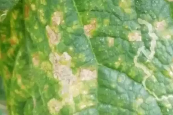 防治西瓜细菌性角斑病的方法和重点？种西瓜防角斑病要做好哪些细节？插图4