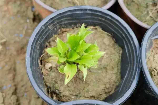 图片[4]-掌握玉簪花浇水方法的方法和重点？掌握玉簪花浇水方法要做好哪些细节？-会东网