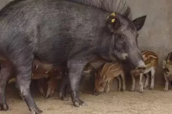 野猪养殖的方法和重点?养猪要做好哪些特种养殖细节?插图2 野猪养殖的方法和重点?养猪要做好哪些特种养殖细节?插图2