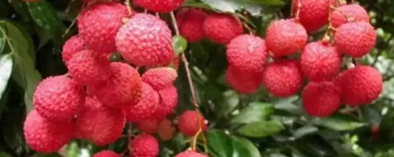 认识上火水果种类的方法和重点?认识上火水果种类要做好哪些细节?-会东网