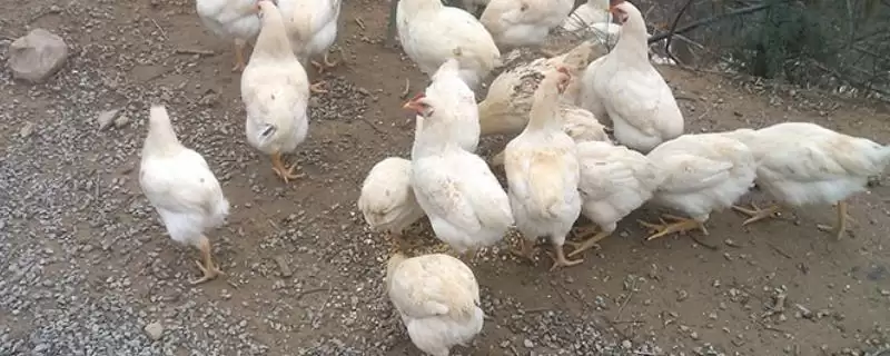 挑选优质鸡品种的方法和重点？养鸡要做好哪些品种甄别？-会东网