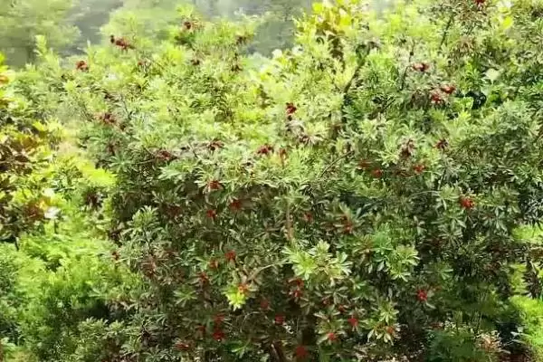 图片[6]-种植杨梅的方法和重点？种植杨梅要做好哪些细节？-会东网