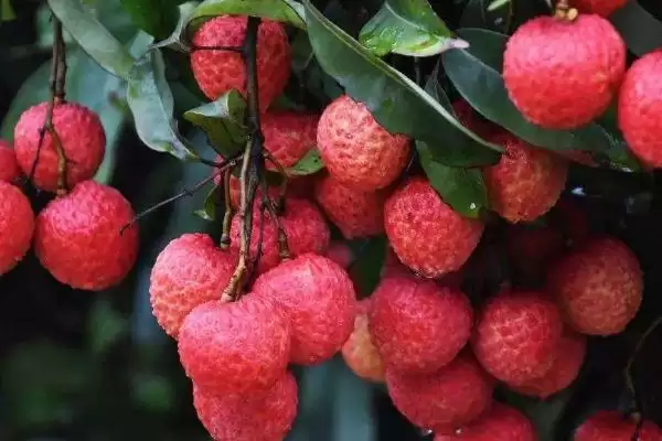 图片[2]-御金球荔枝品种的特性，生长势较强且裂果率低-会东网
