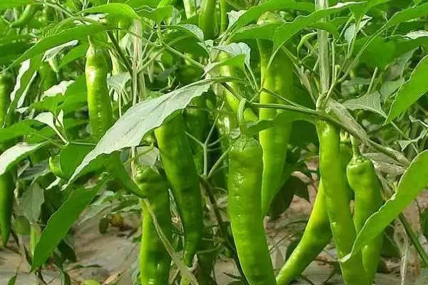 辣椒的授粉需求 ,辣椒为何需要授粉才能结果呢?插图3 辣椒的授粉需求 ,辣椒为何需要授粉才能结果呢?插图3