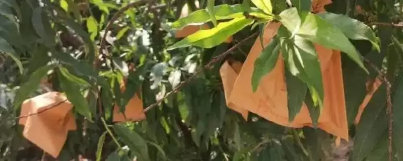 桃子套袋的时间？确定桃子套袋时间要考虑哪些生长周期和病虫害防治因素？-会东网