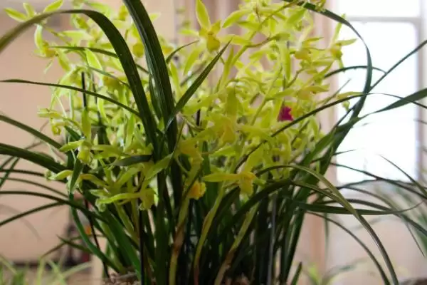 兰花的过冬方法 ,兰花安全过冬为何要搬进室内？插图2