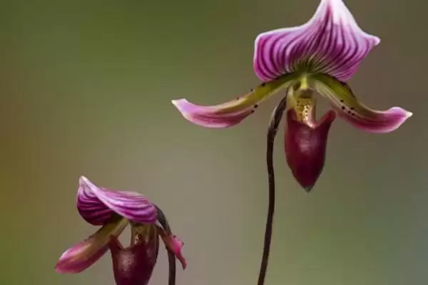 图片[5]-兰花的花语和象征意义 ,兰花有哪些花语及象征内涵？-会东网