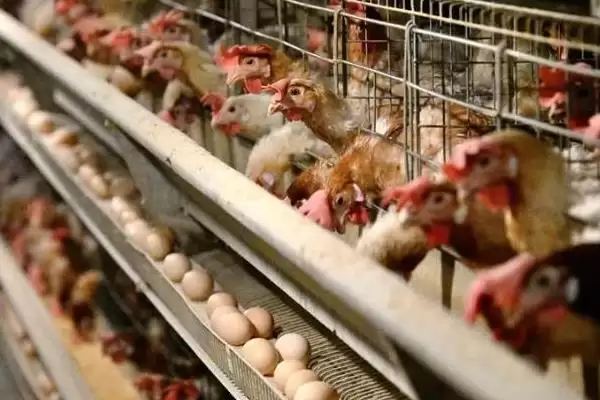 蛋鸡一天生多少个蛋,每天通常产1-2个蛋插图9 蛋鸡一天生多少个蛋,每天通常产1-2个蛋插图9