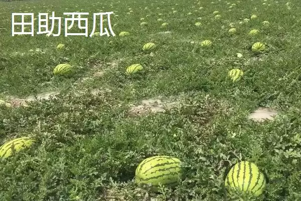 了解天价水果的方法和重点?认识天价水果要做好哪些细节?插图3 了解天价水果的方法和重点?认识天价水果要做好哪些细节?插图3