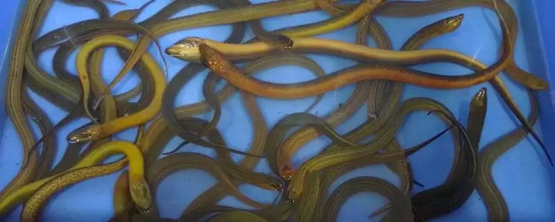 如何辨别黄鳝是否野生？鉴别黄鳝是否野生要掌握哪些辨别技巧？-会东网