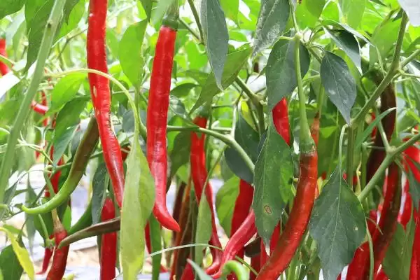 辣椒的种植技术 ,辣椒在哪些月份适合播种呢?插图1 辣椒的种植技术 ,辣椒在哪些月份适合播种呢?插图1