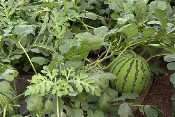 西瓜后期管理方法的方法和重点?西瓜后期管理要做好哪些细节?插图1 西瓜后期管理方法的方法和重点?西瓜后期管理要做好哪些细节?插图1