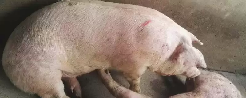 治疗猪发烧的方法和重点？养猪要做好哪些疾病治疗应急细节？-会东网