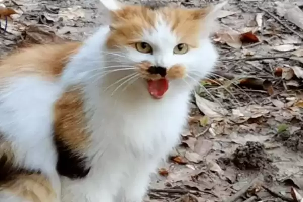 图片[4]-小猫哈人的原因和要点？分析小猫哈人行为需关注哪些方面因素？-会东网