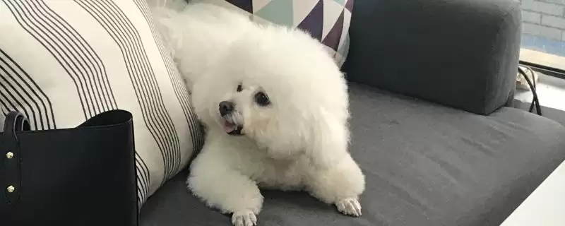 卷毛比熊犬的食物喂养 ,卷毛比熊犬的食物喂养要注意什么?-会东网
