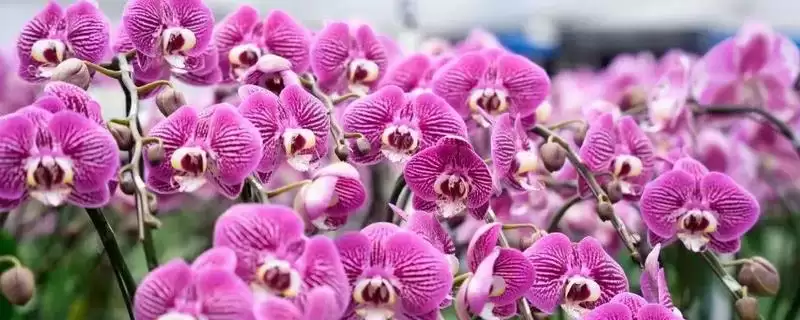 兰花的养殖技术 ,兰花春秋季浇水频率是怎样的？-会东网