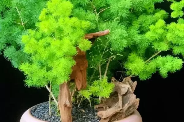 图片[2]-蓬莱松简介：多年生常绿草本植物的独特魅力-会东网