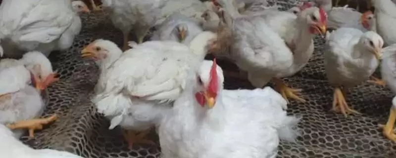 区分肉鸡和蛋鸡的方法和重点?养鸡要做好哪些养殖类型区分?-会东网