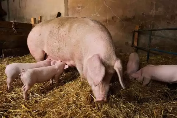 母猪难产 3 天了还能把胎儿掏出来吗,母猪难产 3 天有可能掏出胎儿但难度大插图3 母猪难产 3 天了还能把胎儿掏出来吗,母猪难产 3 天有可能掏出胎儿但难度大插图3